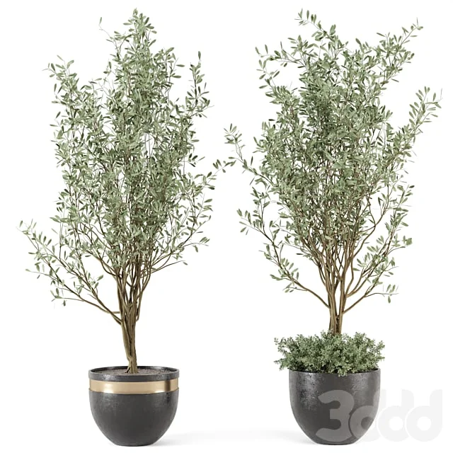 Outdoor bush and Tree in rusty Concrete Pot - Set 204